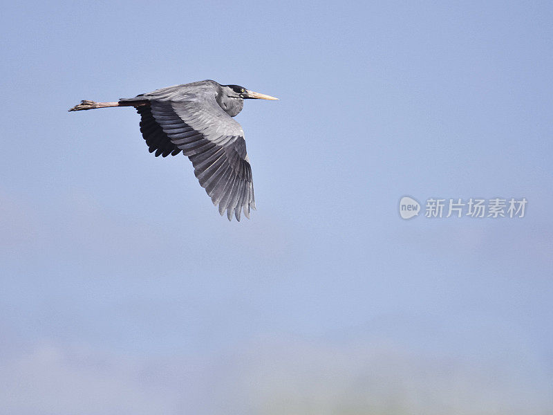 Humblot's Heron (Ardea humbloti), aka Madagascar_Heron